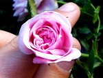 Pink Baby Rose