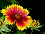 Orange & Red Flower