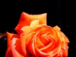 Rose Baby