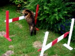 Cat Show-Jumping
