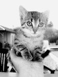 Kitten - Grey