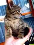 Kitten In My Hand