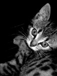 Beautiful Kitten