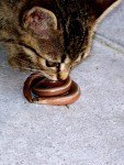 Kitten & Snake