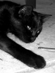 Black Cat & Snake