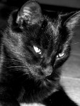 Black Kitten