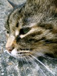 My Buff Cat