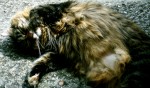 Katie Enjoying The Sun
