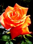 Elite Rose