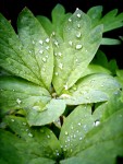 Dew Droplets On Leaf