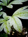 Drops On Leaves