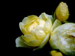 Yellow Petal Rained On