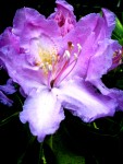 Light Purple Flower