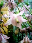 Pink Flower In Company