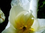 White Flowers + Drops