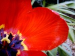 Vibrant Petalz