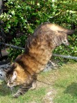 Cat Jumping [Captured]