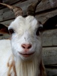 Farm Goat