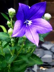 Violet Beauty
