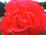 Rose Up Close