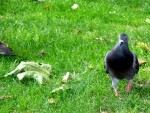 Pidgeon
