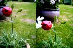 Coloured Carnations