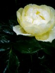 Yellow & Wet