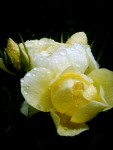Drenched Custard