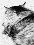 Pavement Kitty
