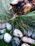 Finding The Grass Comfortable