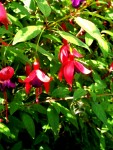 Fuschias