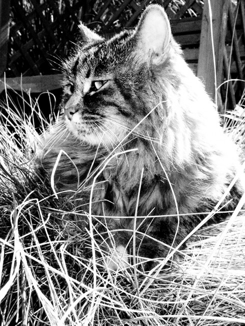 Click to view original image