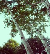 Say Summer