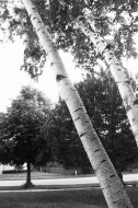 Treedom