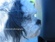 Squirrel!