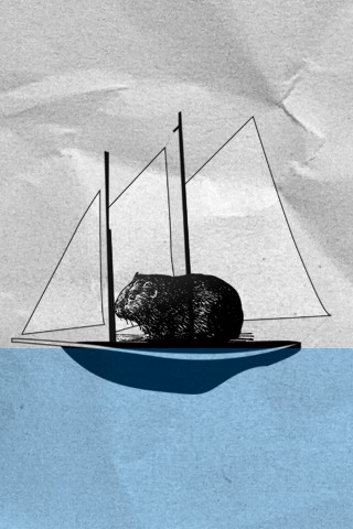 guinea pig wallpaper. Guinea Pigs on a Boat[iphone