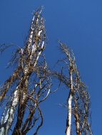nightmare tree