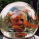 fishbowl life.jpg