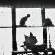 Window Pane