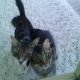 STRAY CATS THT LIVE IN MA YARD LOL 