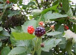 Blackberry bush..