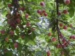 Plum tree..