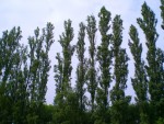 Tall trees