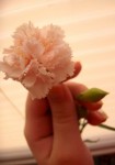 Carnation