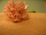 Carnation