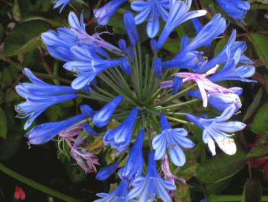 Click to view original image