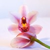 Pink Flower