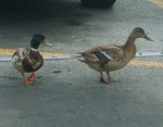 ducks