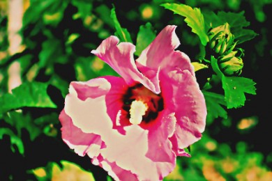 Click to view original image