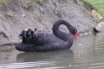 Black swan
